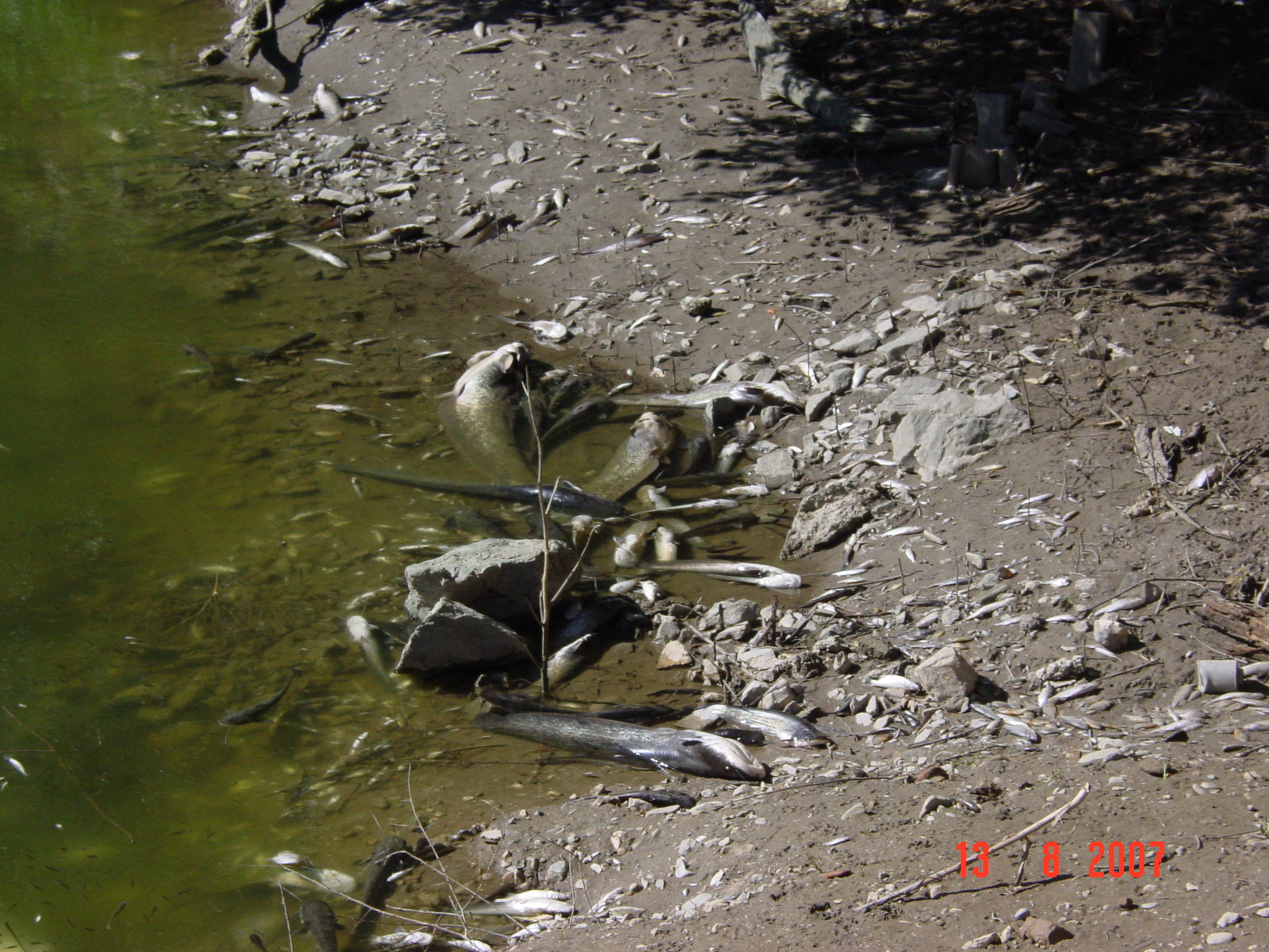 Λειψυδρία : Νεκρά Ψάρια στον Πηνειό "Ποταμό" 
