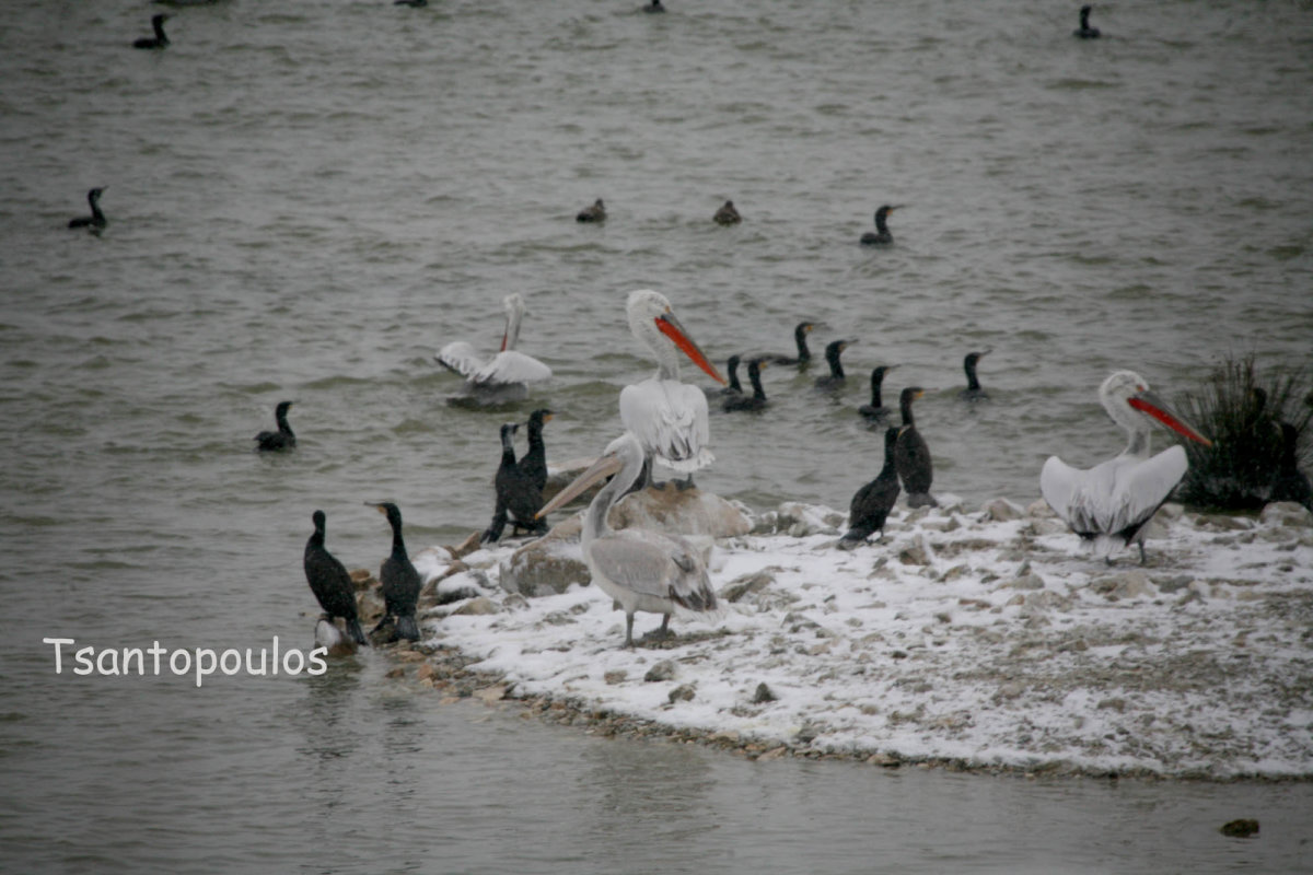 Φωτογραφία Τσαντόπουλου - Ταμιευτήρας Κάρλας