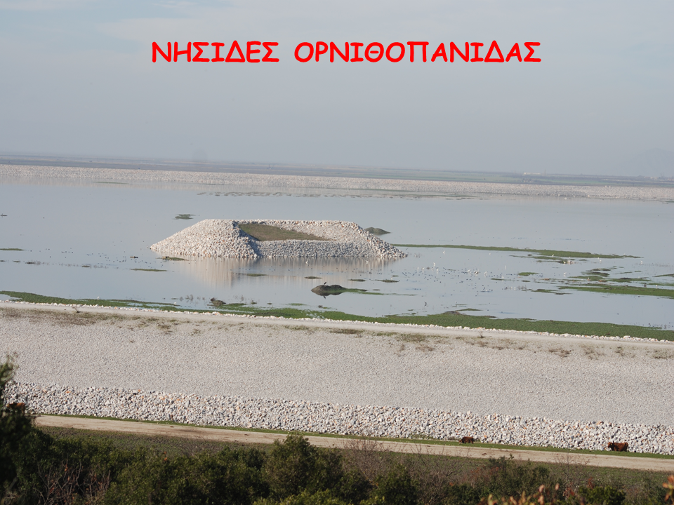 nisides_ornithopanidas