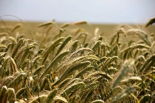 wheat-196173__340