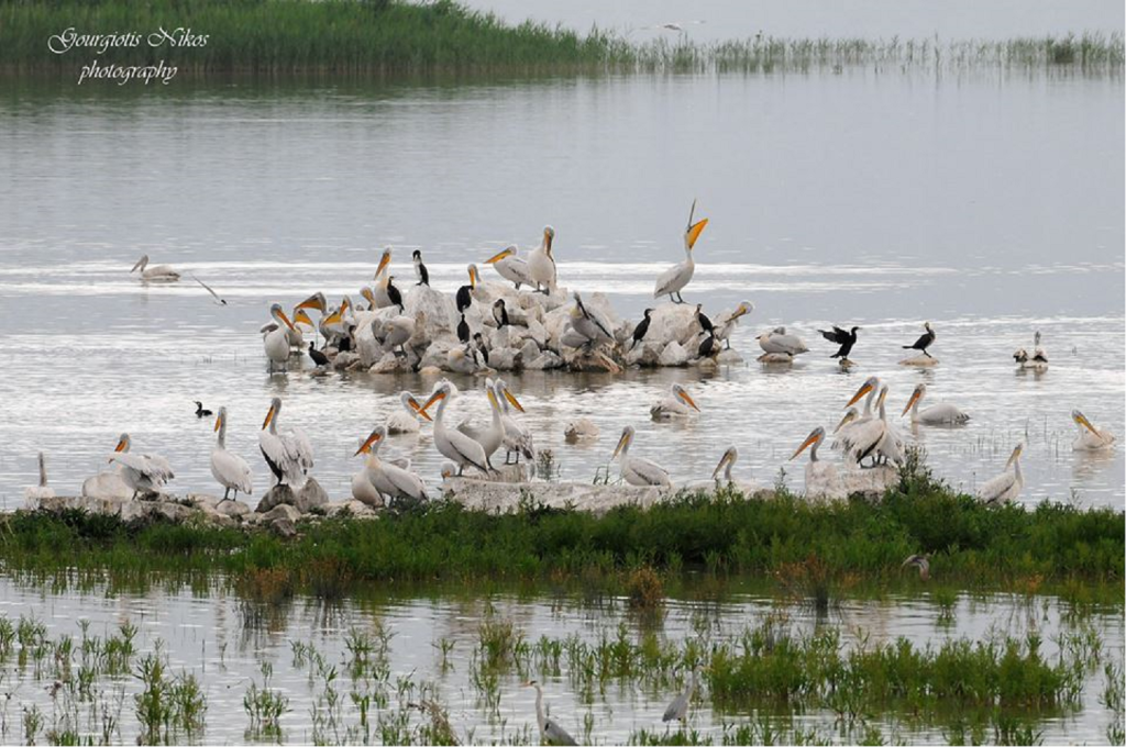 2016 ΚΑΡΛΑ ΠΟΥΛΙΑ