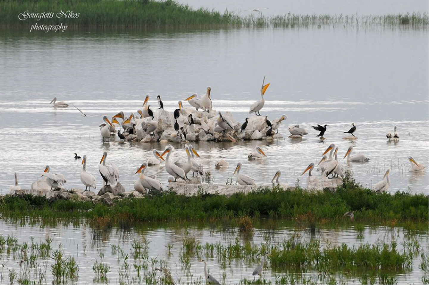 2016 ΚΑΡΛΑ ΠΟΥΛΙΑ